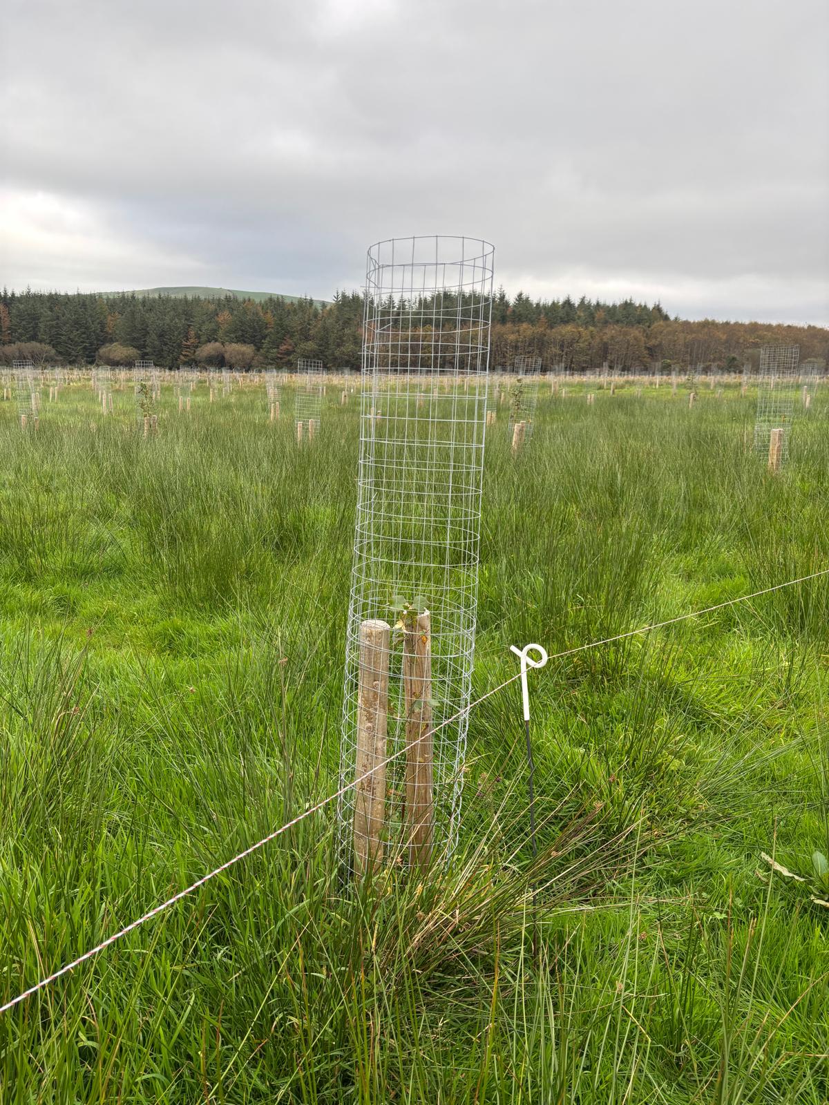 Welded Mesh Tree Guard Pre-Rolled - 1.5M x 1M (10pcs)