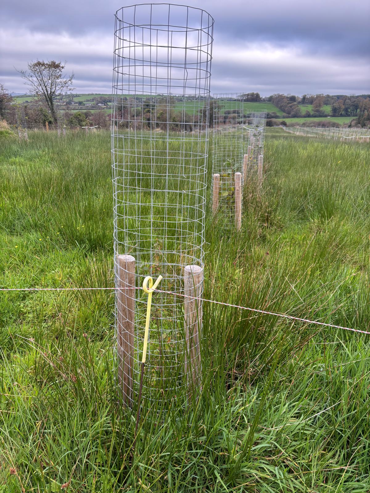 Welded Mesh Tree Guard Pre-Rolled - 1.5M x 1M (10pcs)